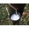 供應廣東高州天然乳膠/亞么尼亞膠